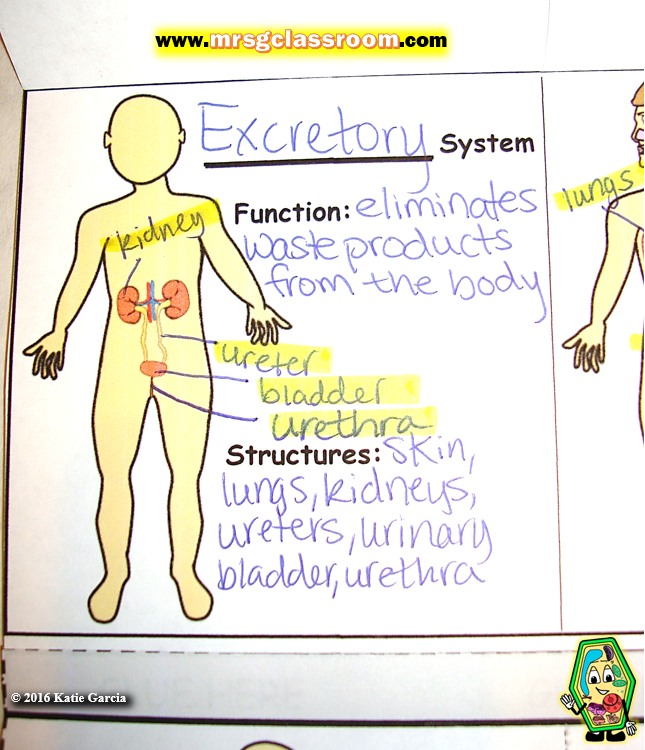 Body Systems Foldable