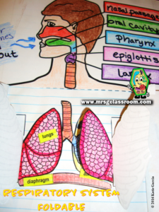 RespiratorySystem – Mrs Gs Classroom