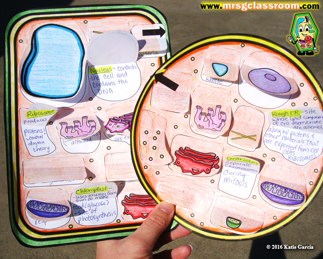 Plant & Animal Cell Foldables – Mrs Gs Classroom