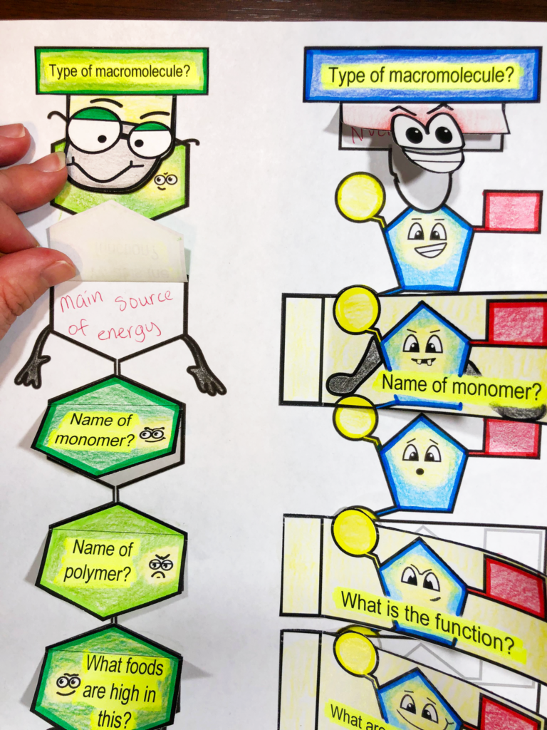 MACROmolecules Foldables – Mrs Gs Classroom