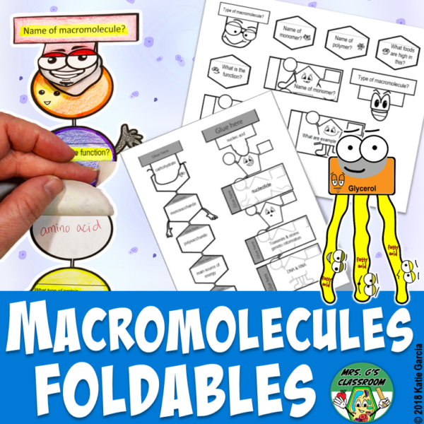 MACROmolecules Foldables – Mrs Gs Classroom
