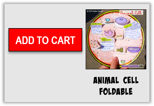 Animal Cell Foldable Mrs Gs Classroom