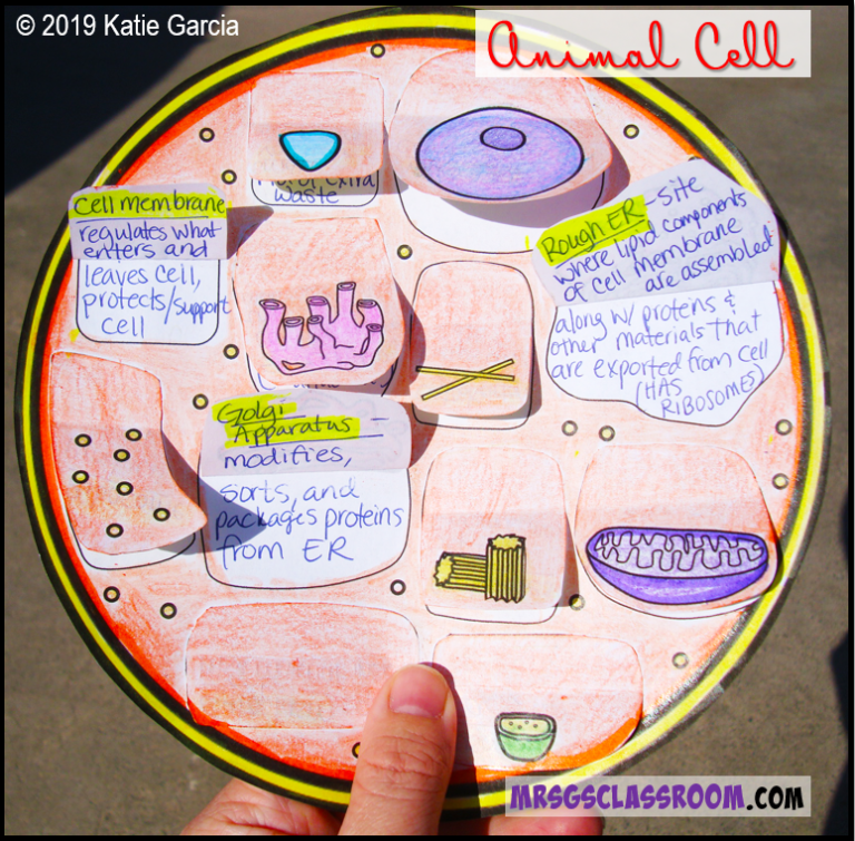 FREE VIDEO, NOTES, & VENN DIAGRAM FOR PLANT & ANIMAL CELLS – Mrs Gs ...