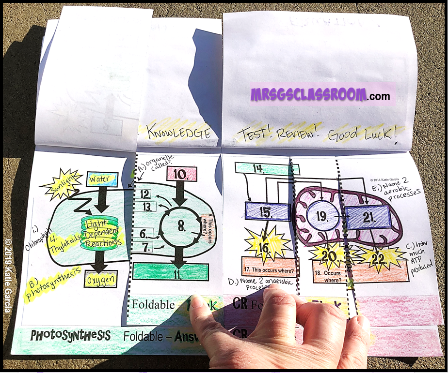 Photosynthesis VS Cellular Respiration2 – Mrs Gs Classroom