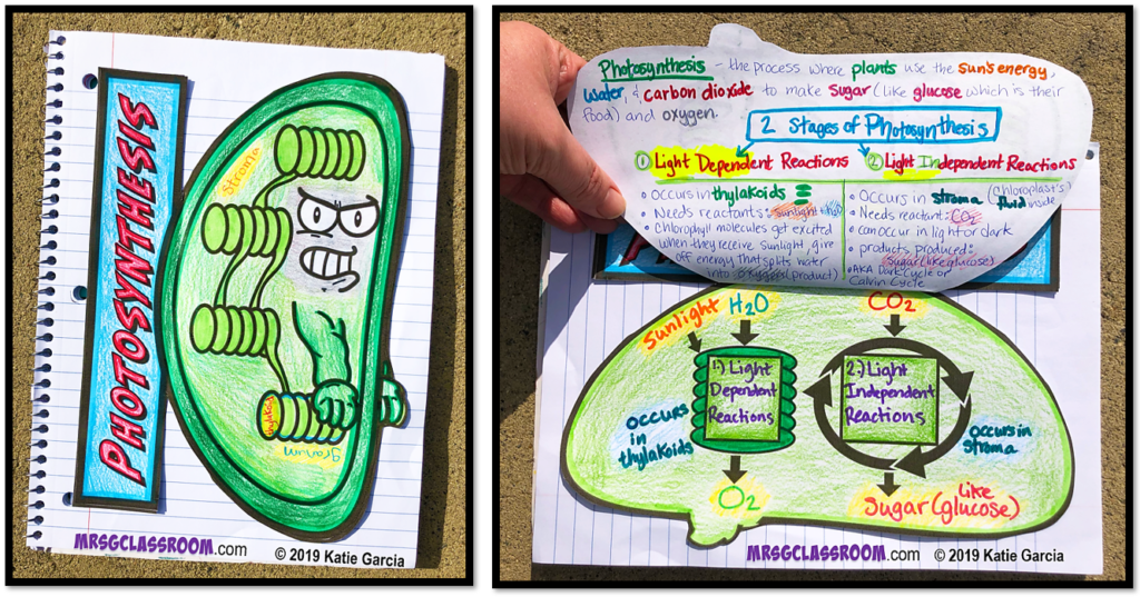 CHLOROPLAST CHARACTER FOLDABLE